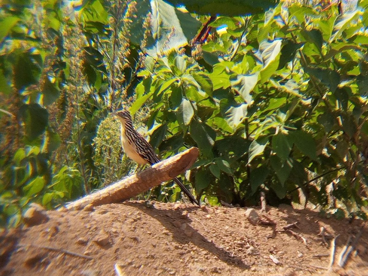Lesser Roadrunner - ML636437122