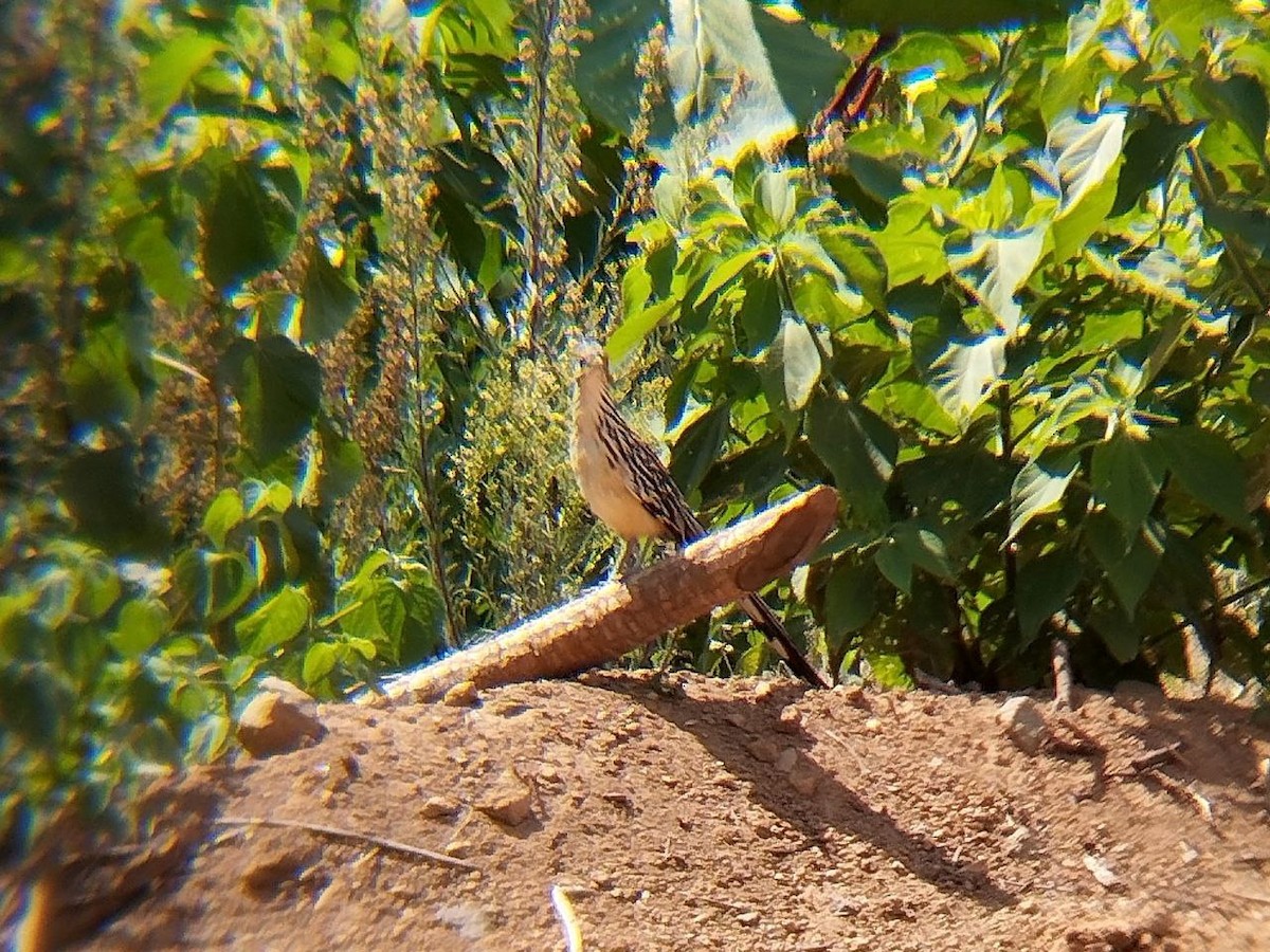 Lesser Roadrunner - ML636437124