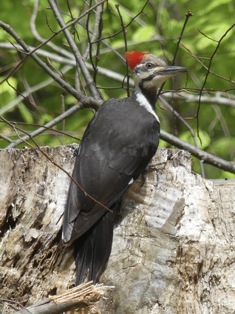 Pileated Woodpecker - ML636437182