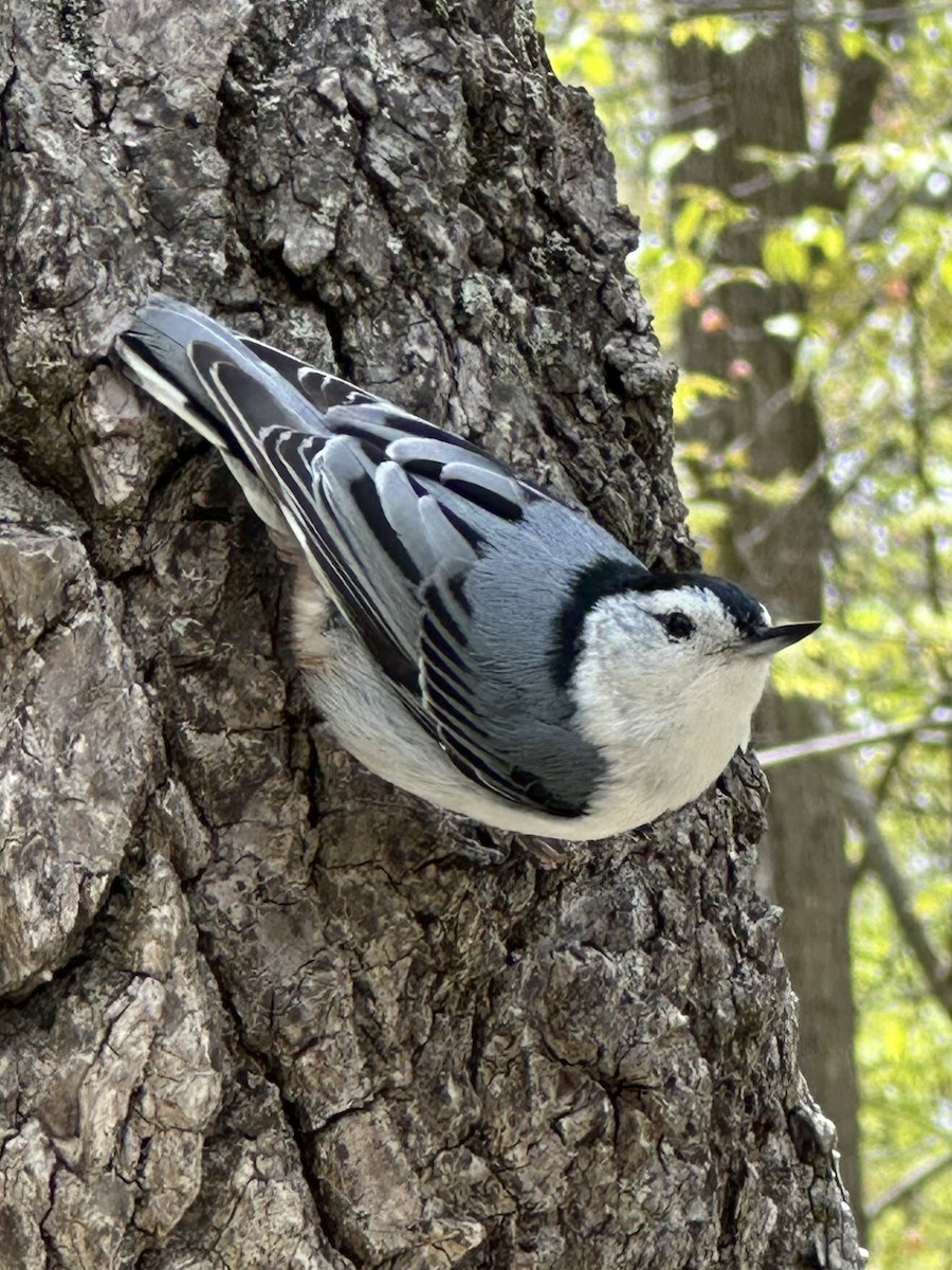 White-breasted Nuthatch - ML636437230
