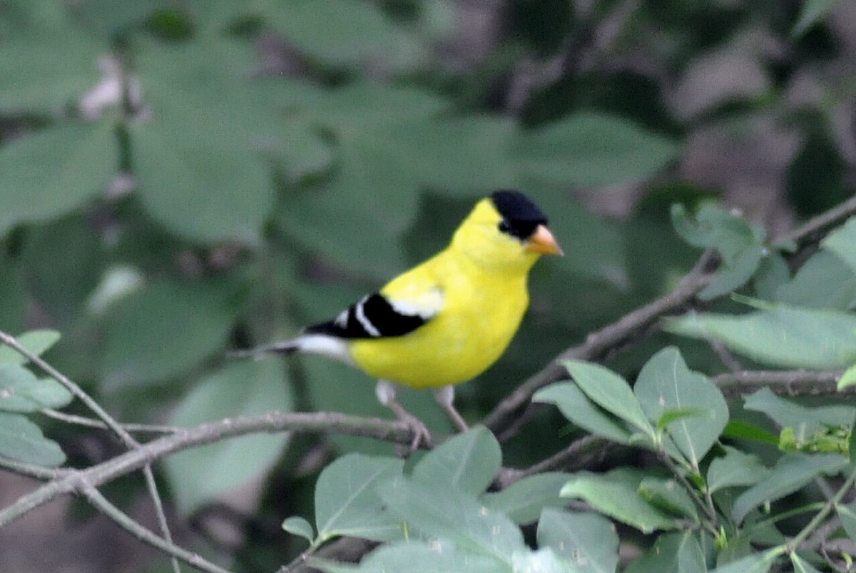 American Goldfinch - ML636437258