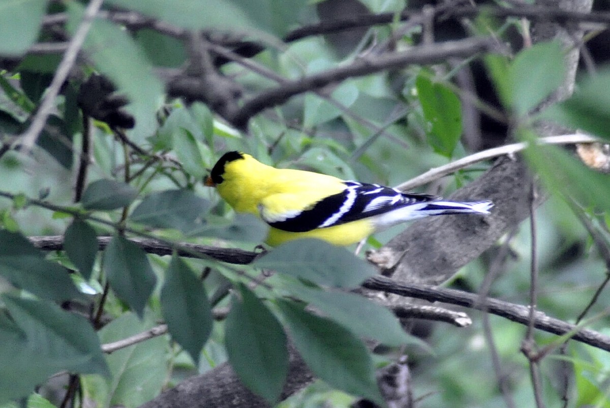American Goldfinch - ML636437259