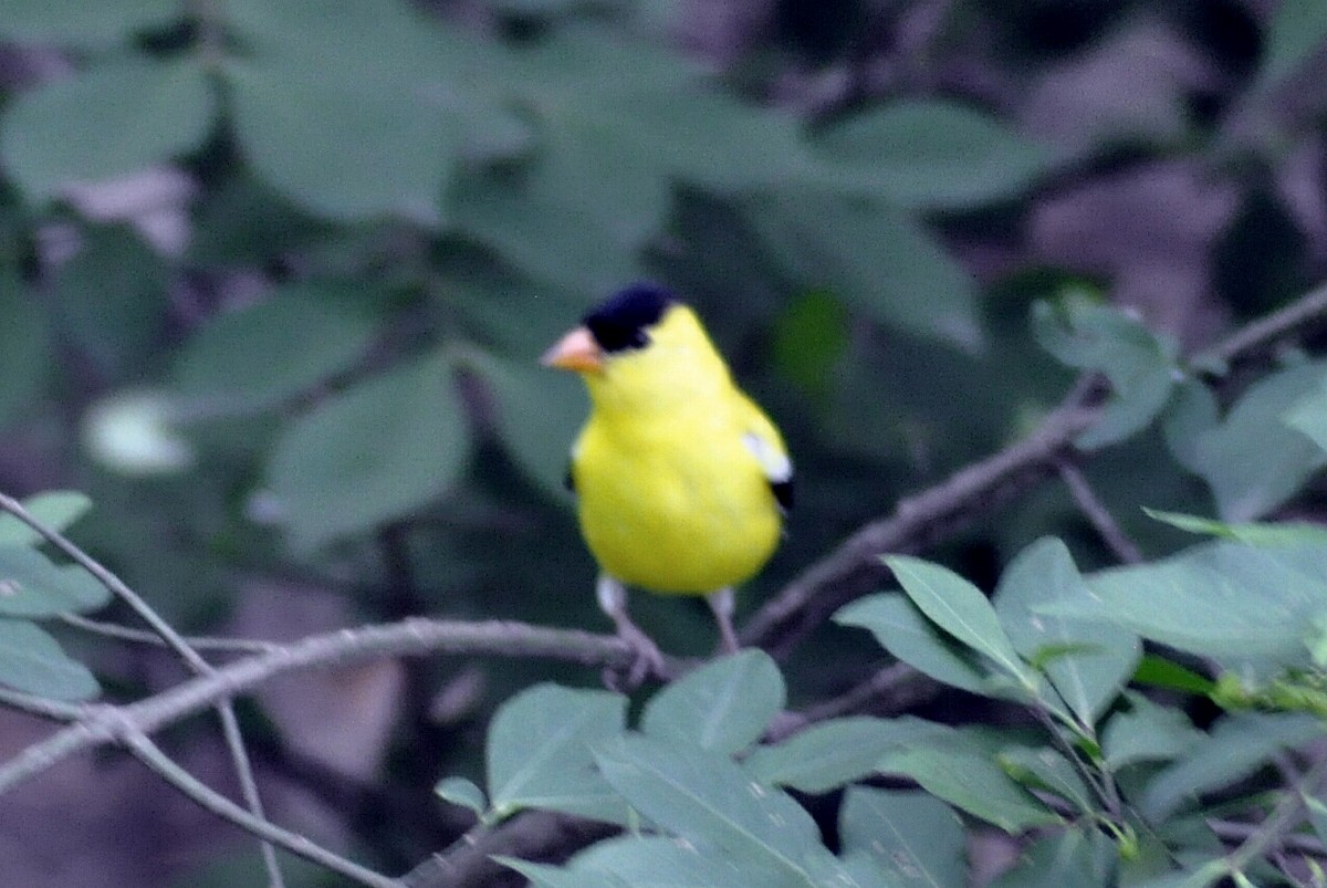 American Goldfinch - ML636437260