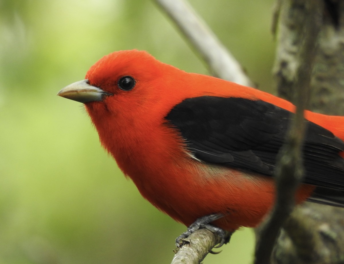 Scarlet Tanager - ML636437356