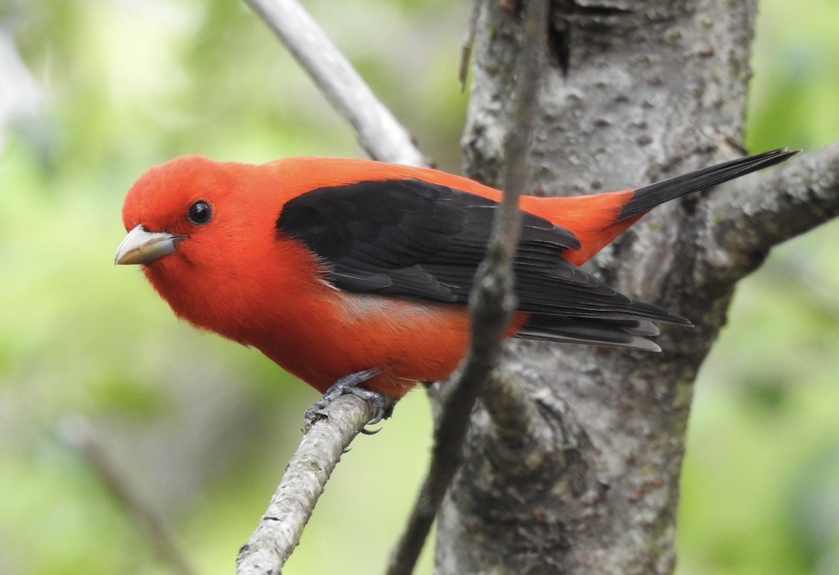 Scarlet Tanager - ML636437357