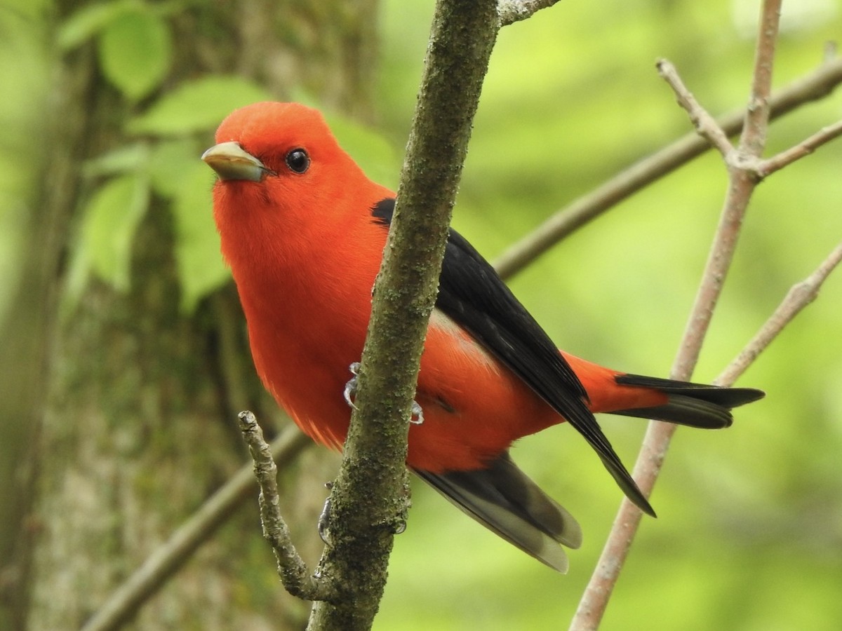 Scarlet Tanager - ML636437358