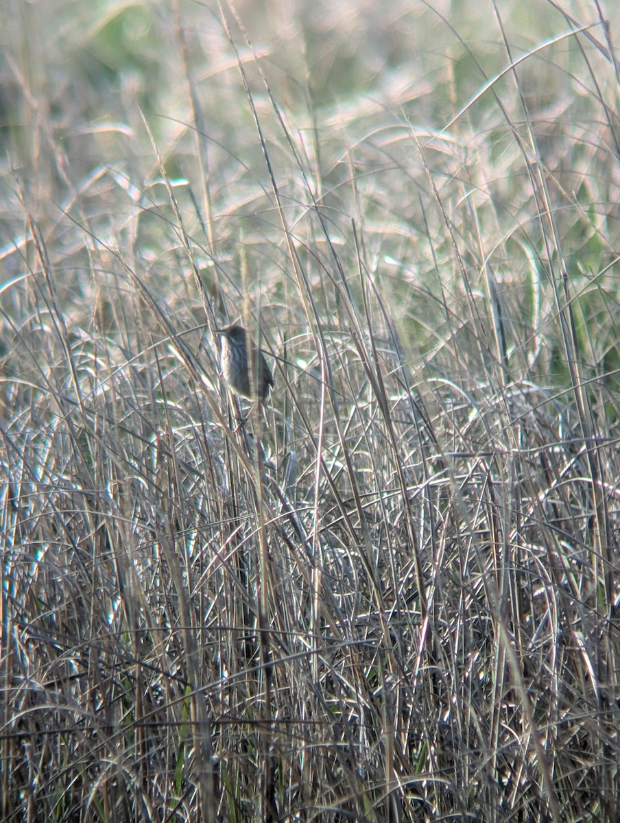 Seaside Sparrow (Atlantic) - ML636437365