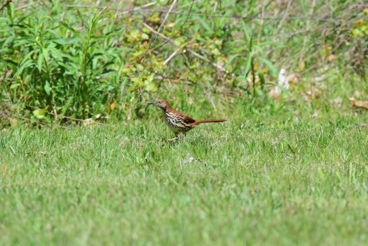 Brown Thrasher - ML636437387