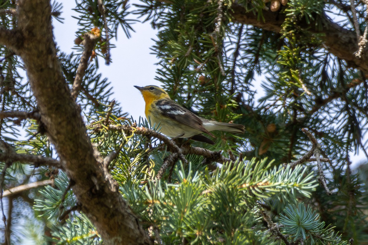 Blackburnian Warbler