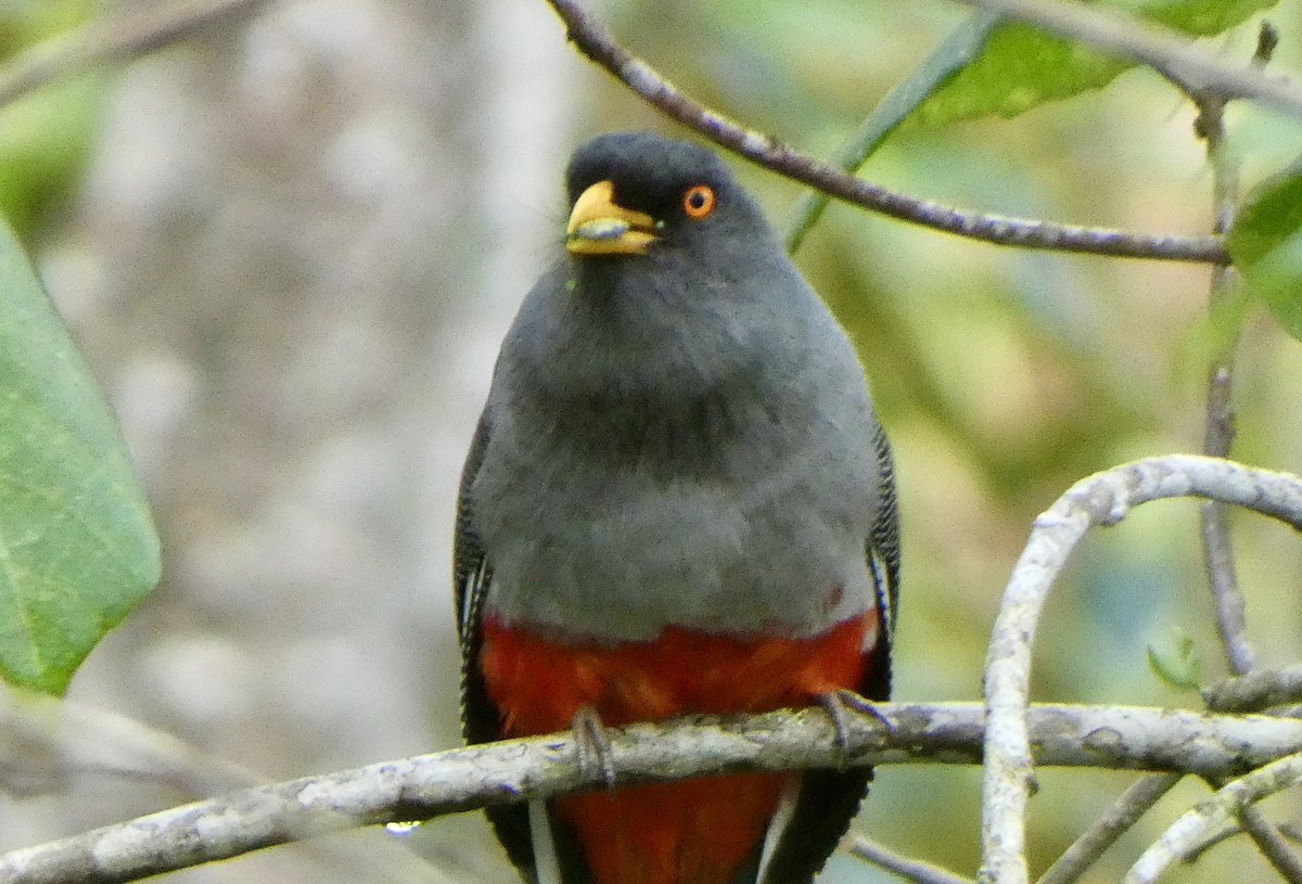 Hispaniolan Trogon - ML636437689