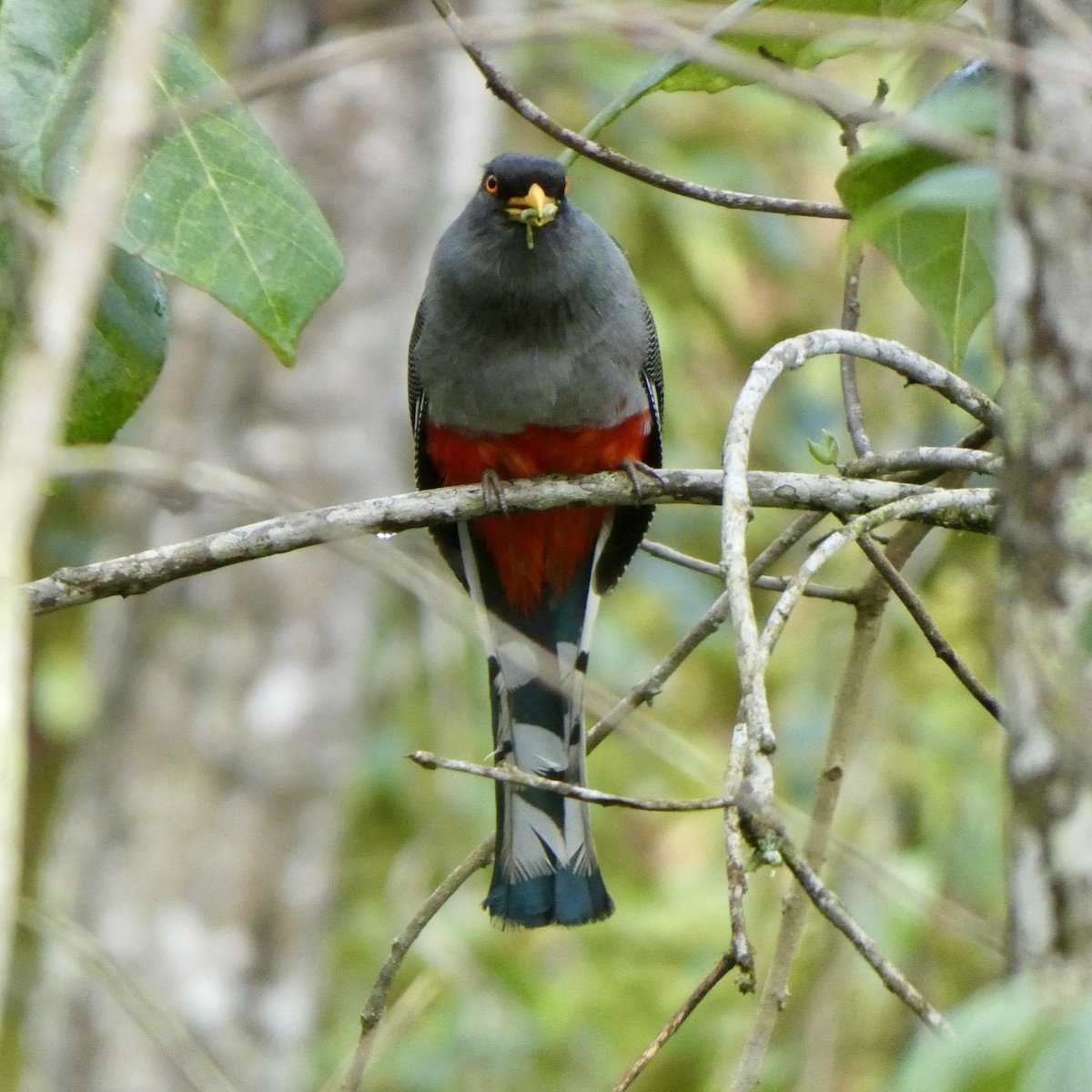 Hispaniolan Trogon - ML636437690