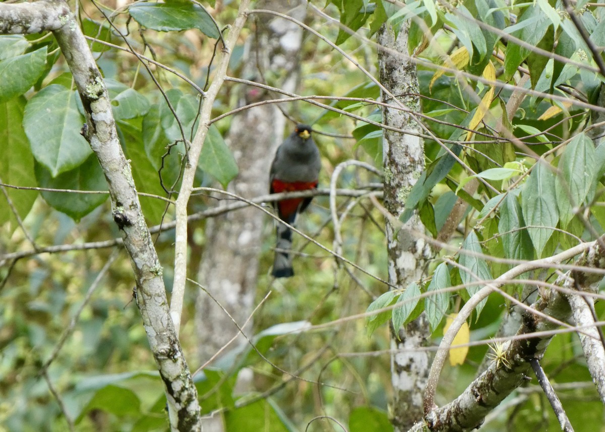 Hispaniolan Trogon - ML636437691