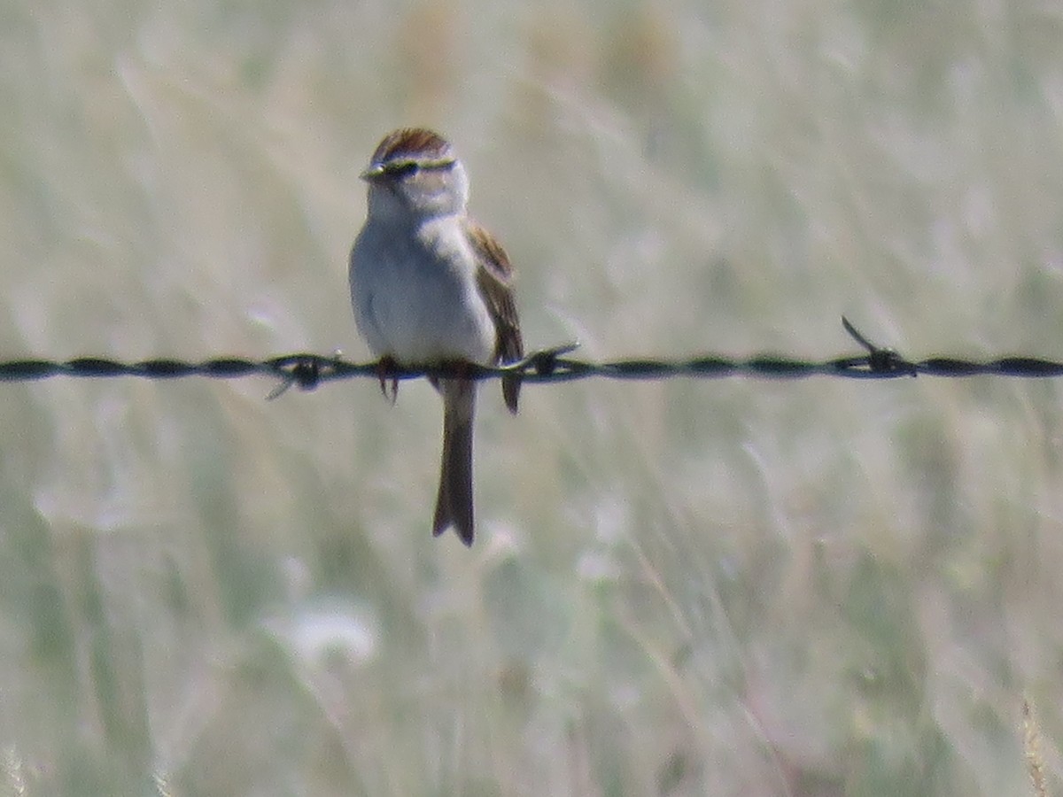 Chipping Sparrow - ML636437794