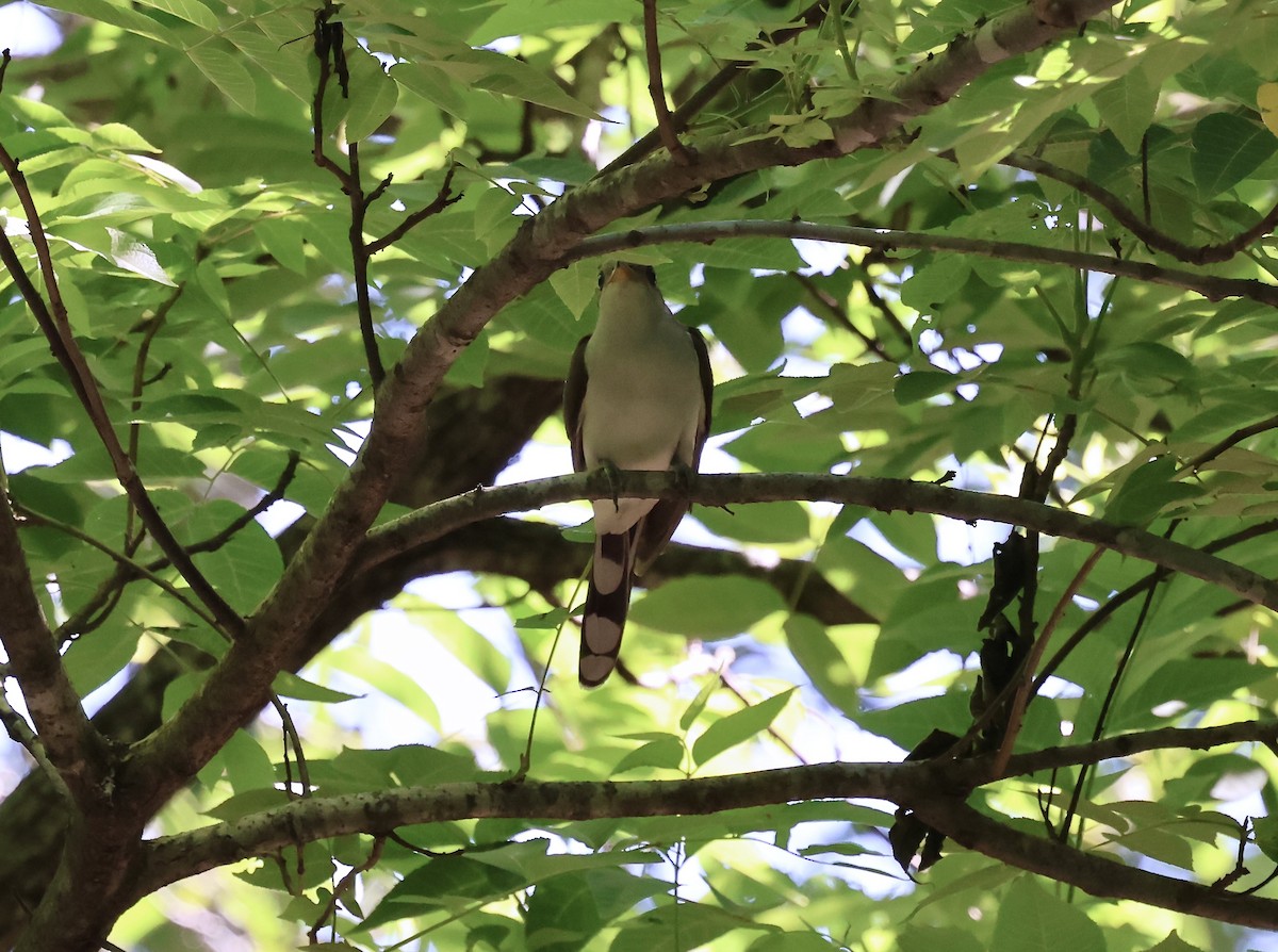Yellow-billed Cuckoo - ML636437813