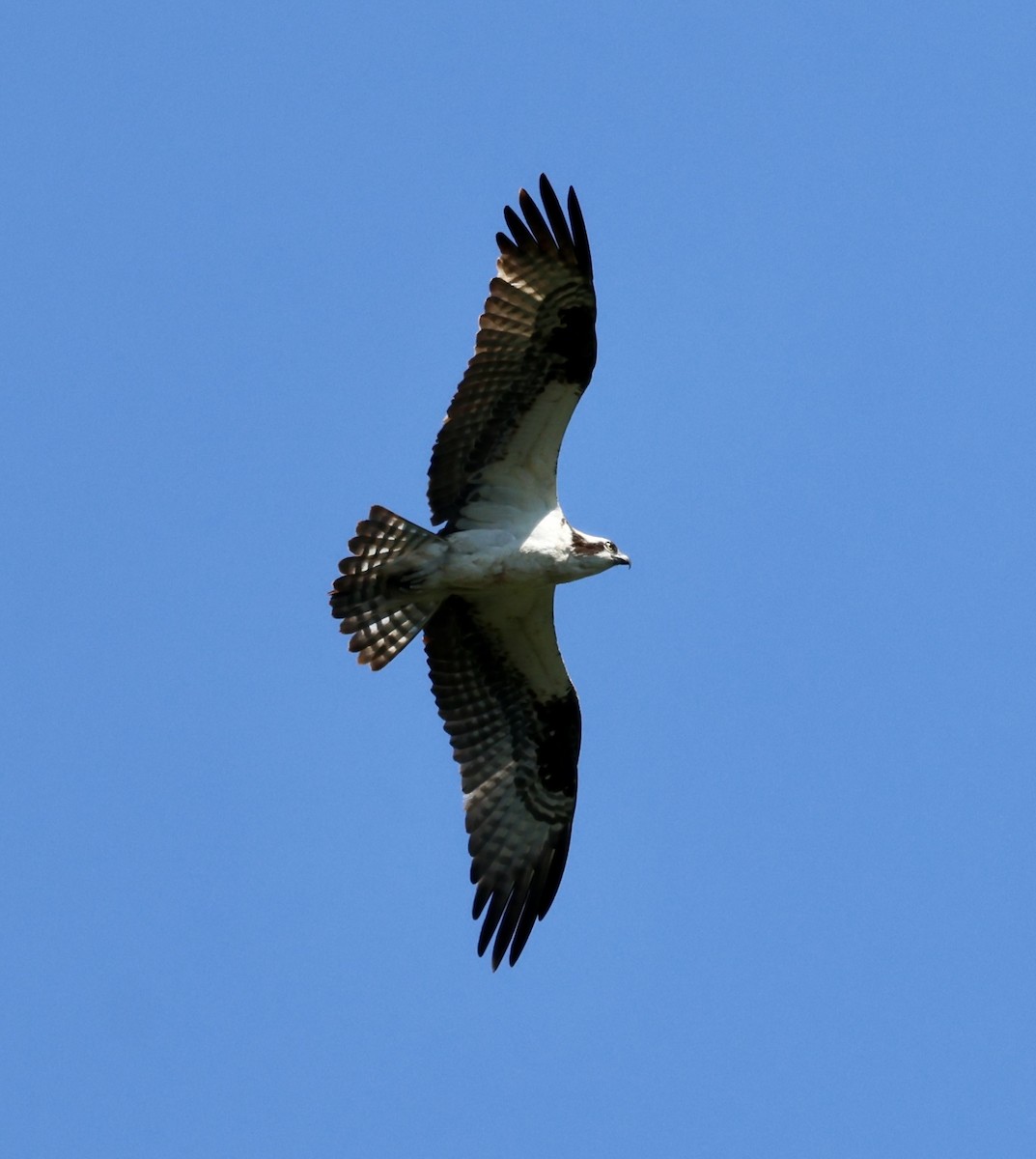 Falco pescatore - ML636437825
