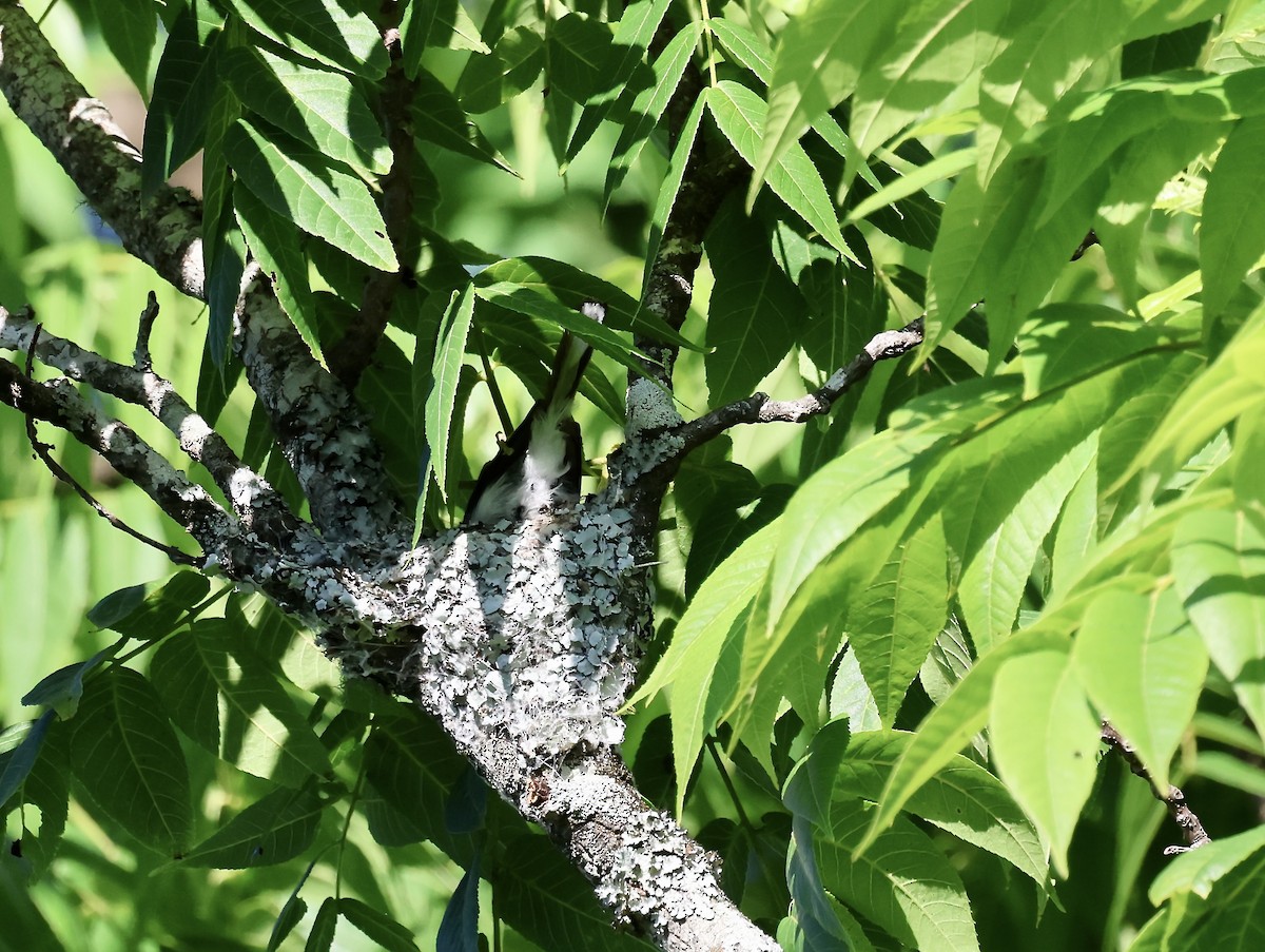 Blue-gray Gnatcatcher - ML636437846