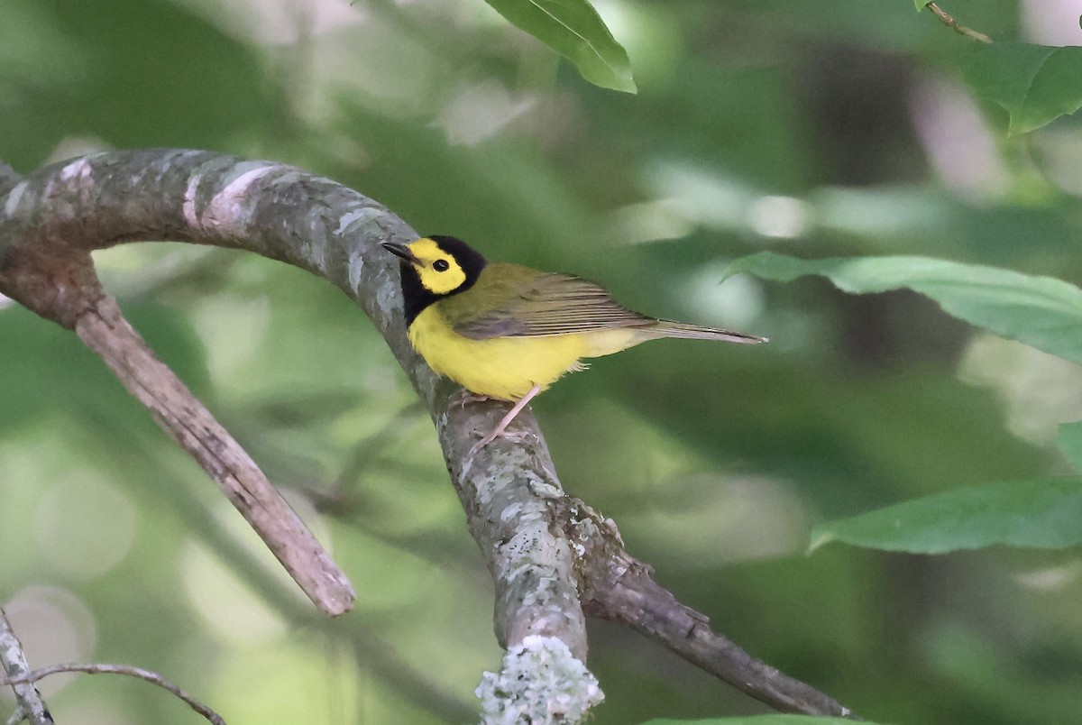 Hooded Warbler - ML636437865