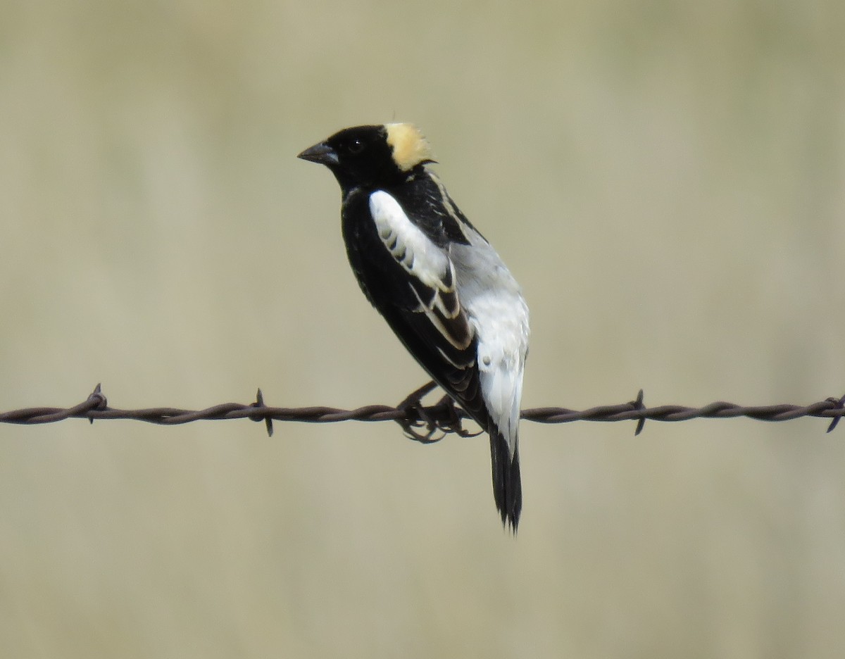 Bobolink - ML636437868