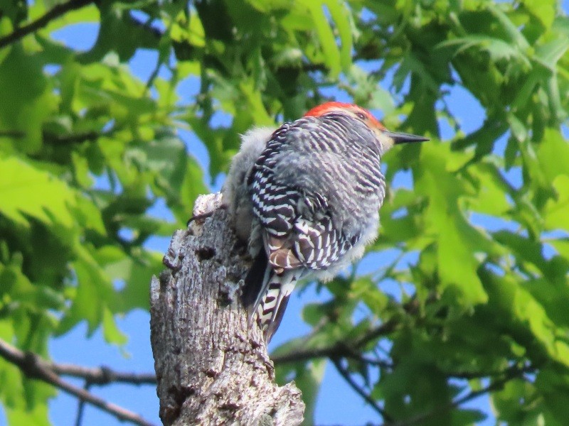 Red-bellied Woodpecker - ML636437870