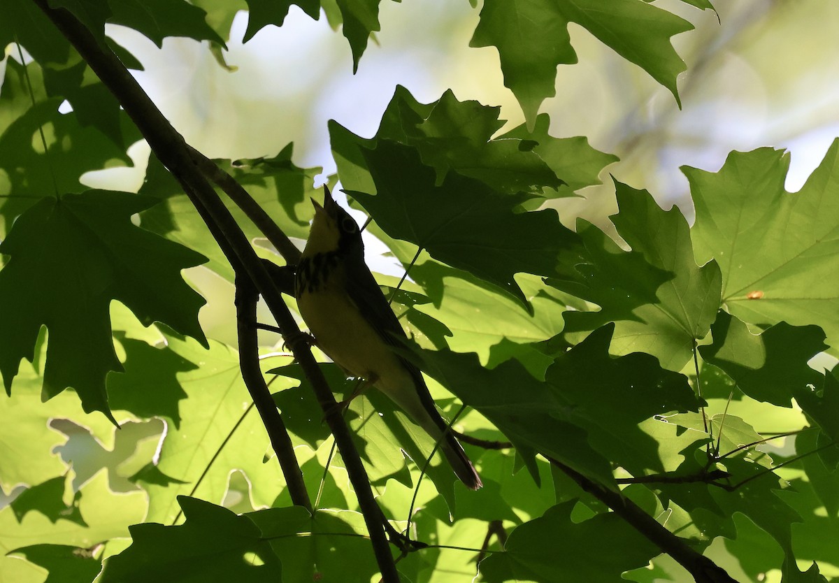Canada Warbler - ML636437905