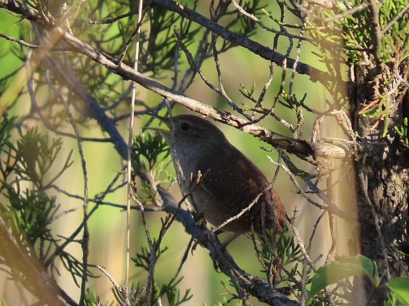 Northern House Wren - ML636437906