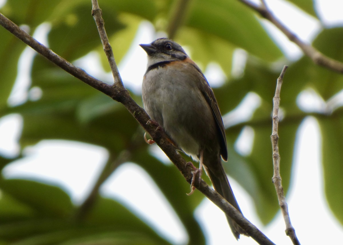 Rufous-collared Sparrow - ML636437909