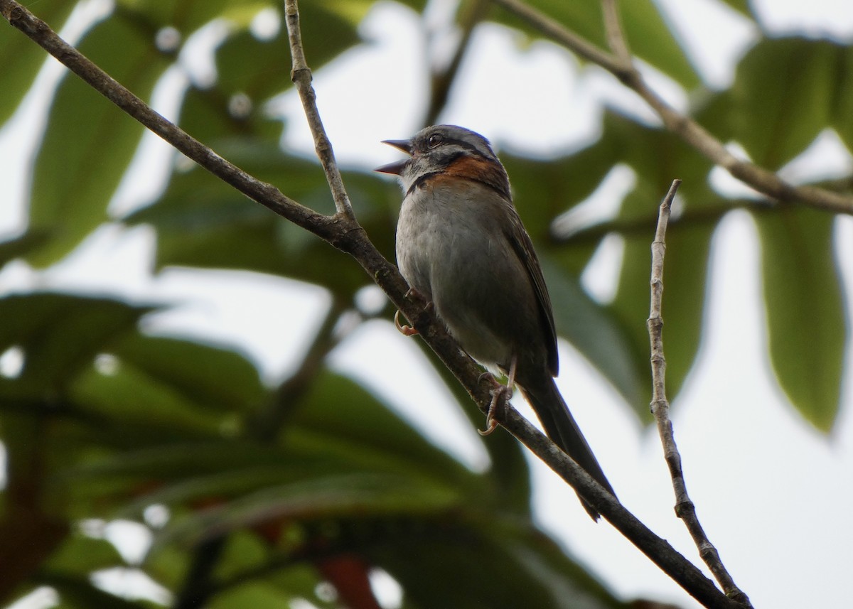 Rufous-collared Sparrow - ML636437910