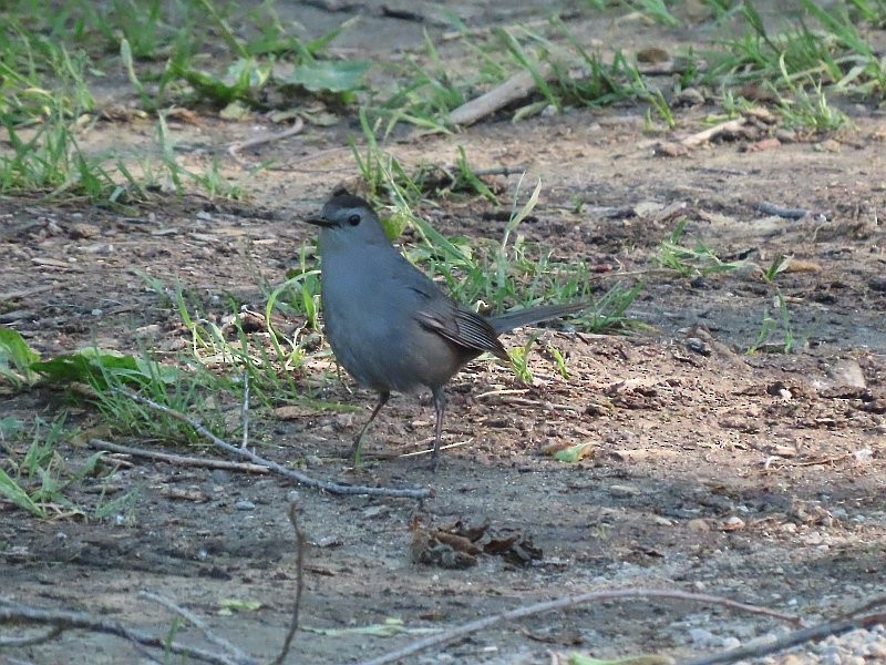Gray Catbird - ML636437925
