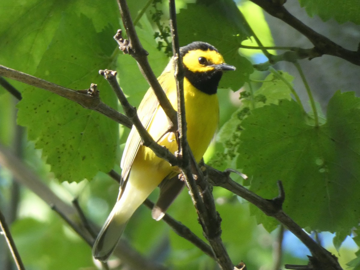 Hooded Warbler - ML636437946