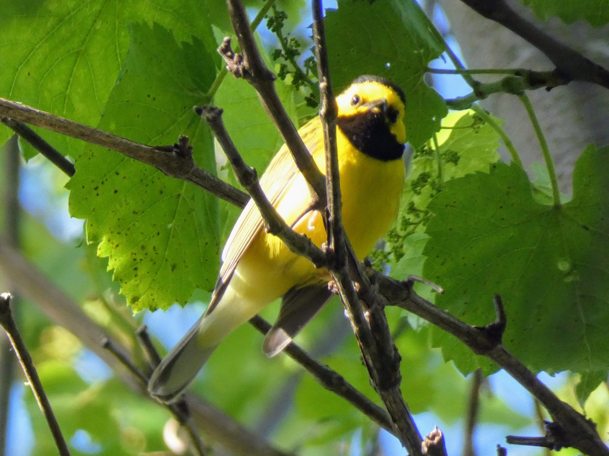 Hooded Warbler - ML636437947