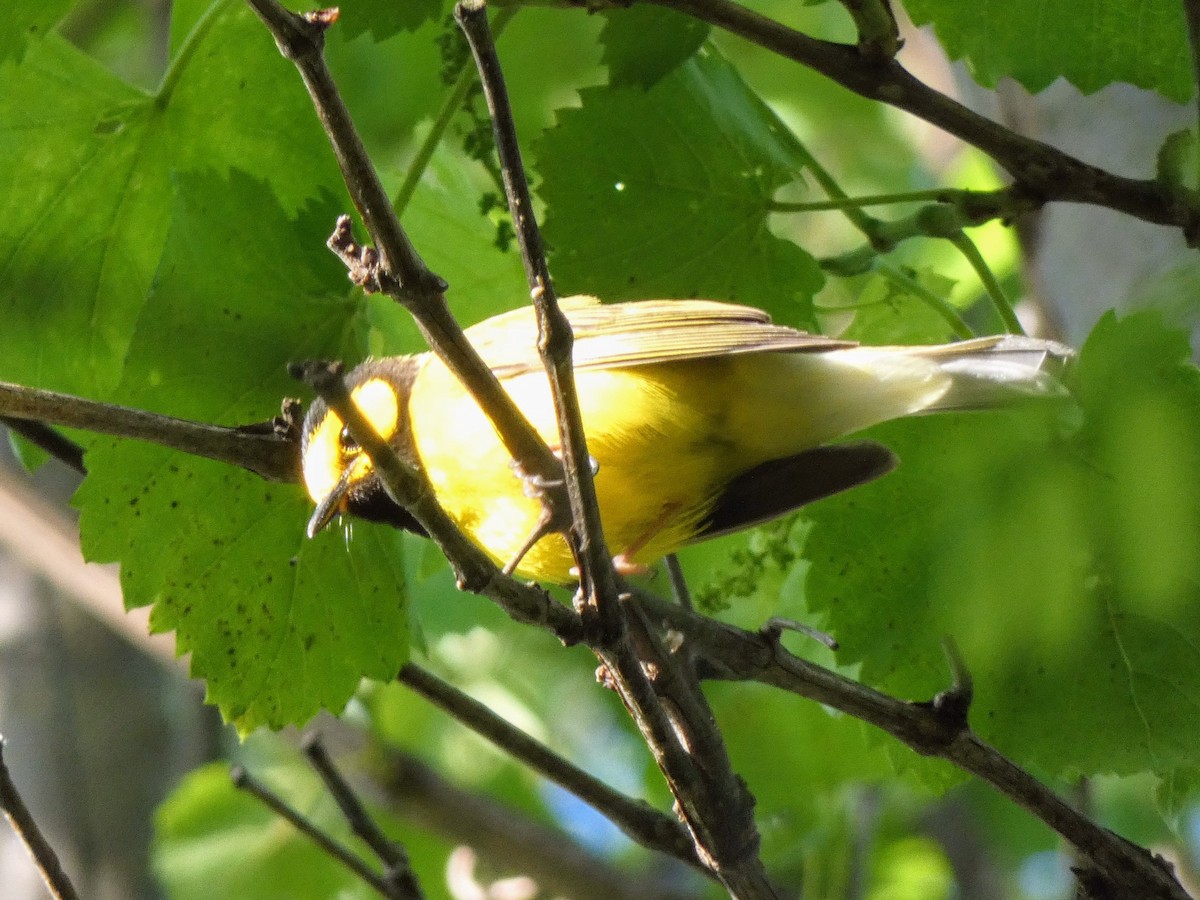 Hooded Warbler - ML636437948