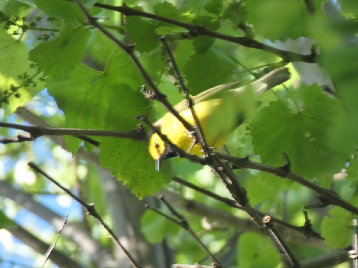 Hooded Warbler - ML636437949