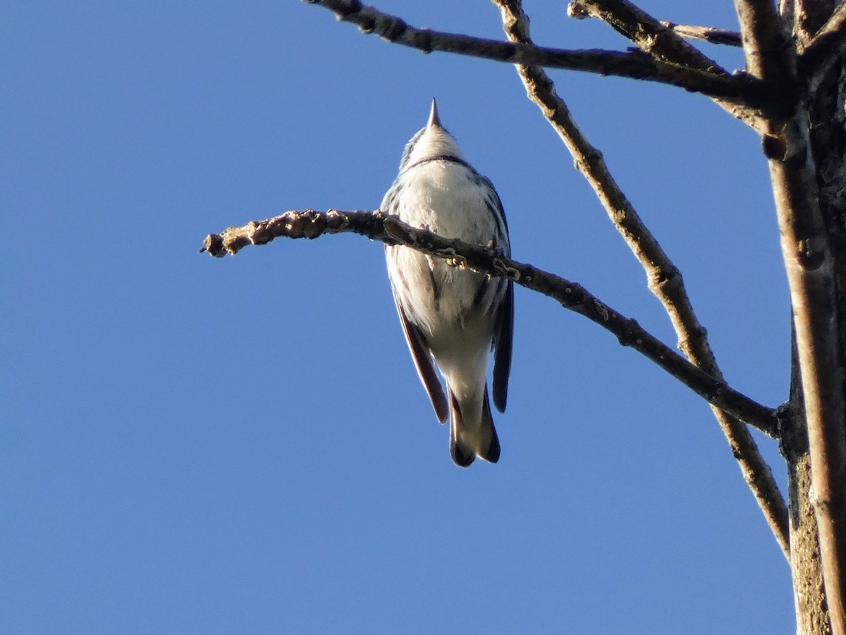 Cerulean Warbler - ML636437968