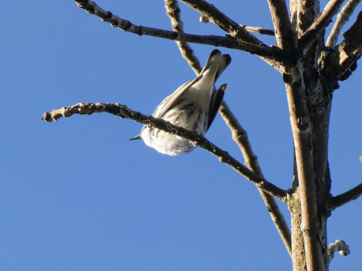 Cerulean Warbler - ML636437969