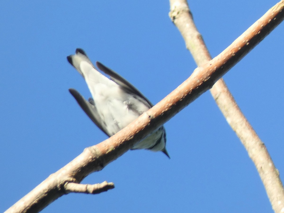 Cerulean Warbler - ML636437970