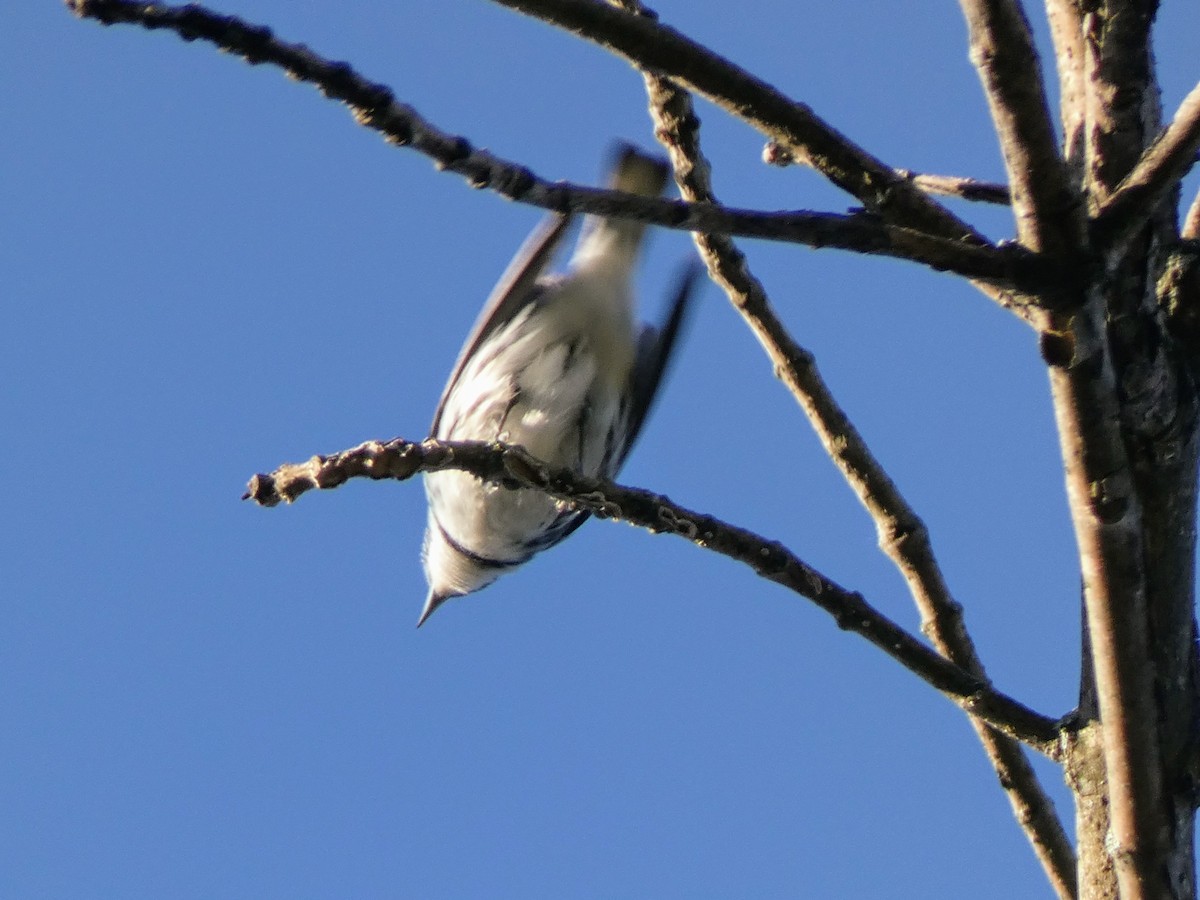 Cerulean Warbler - ML636437971