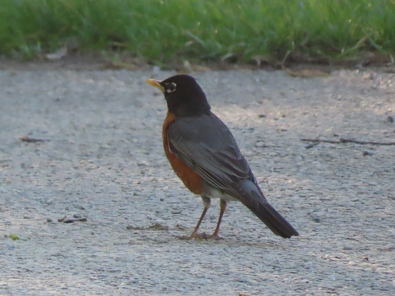 American Robin - ML636437980