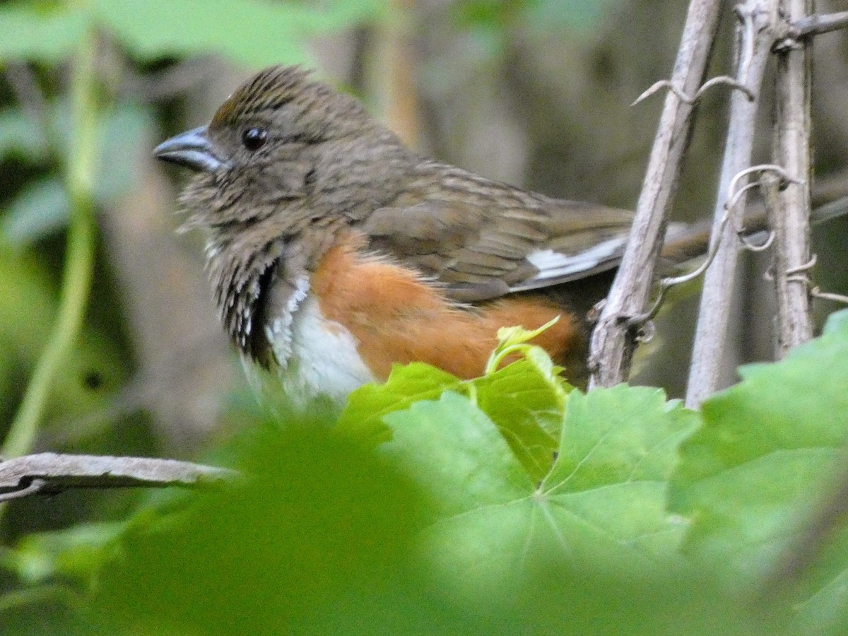 Eastern Towhee - ML636437993