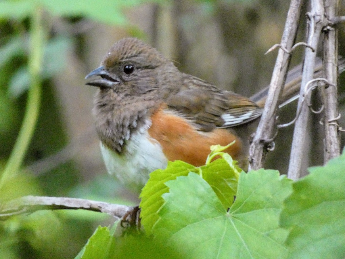 Eastern Towhee - ML636437995