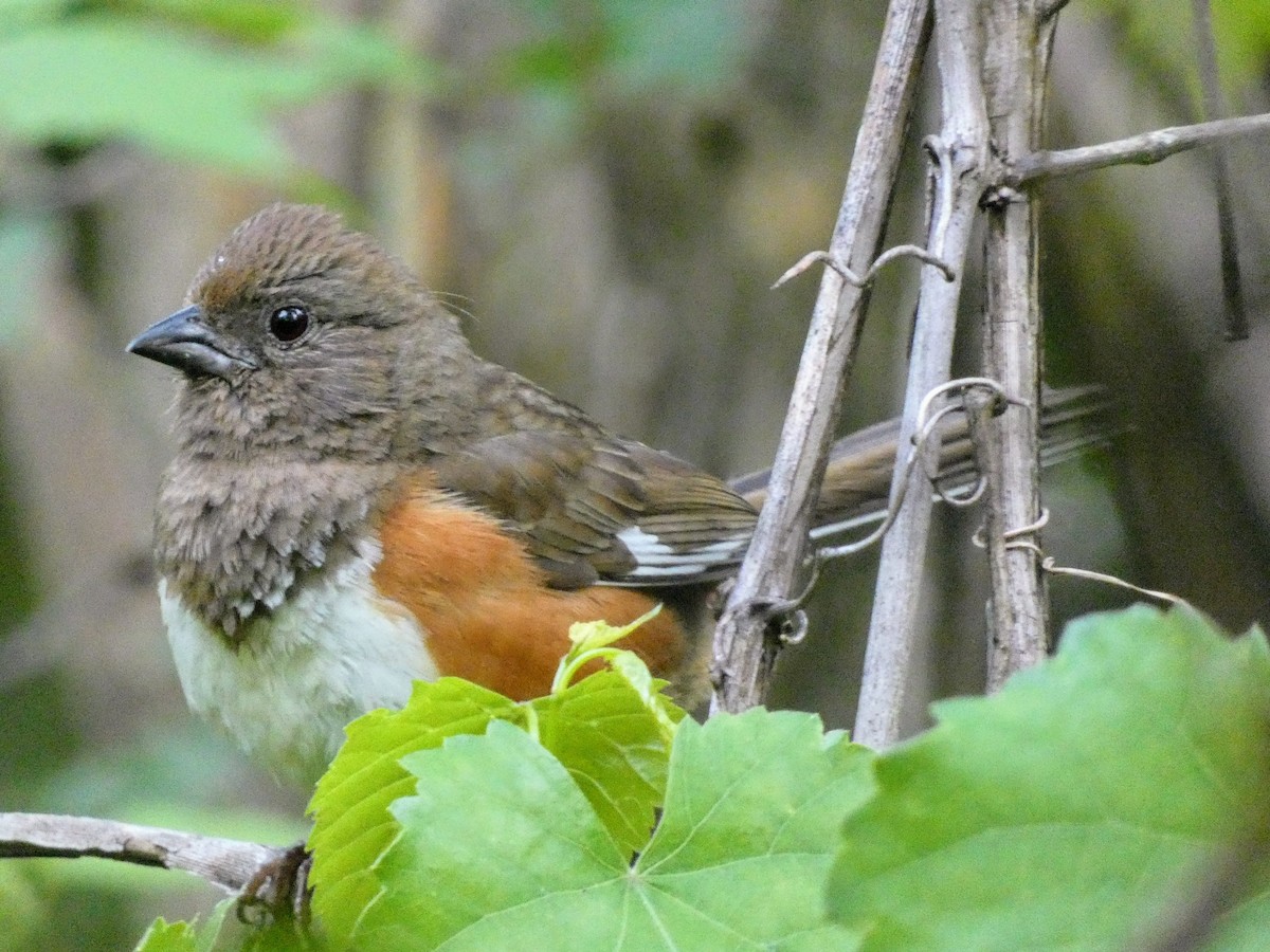 Eastern Towhee - ML636437996