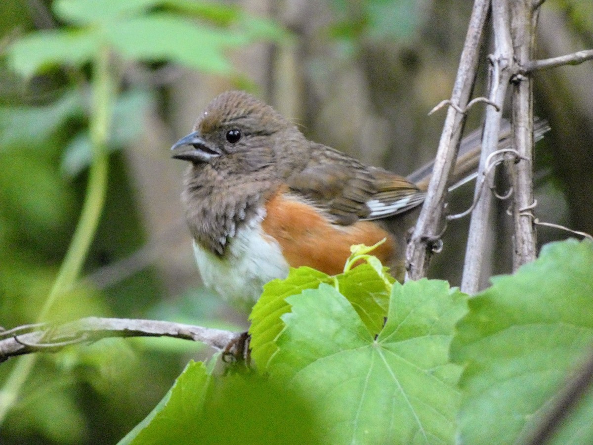 Eastern Towhee - ML636437997