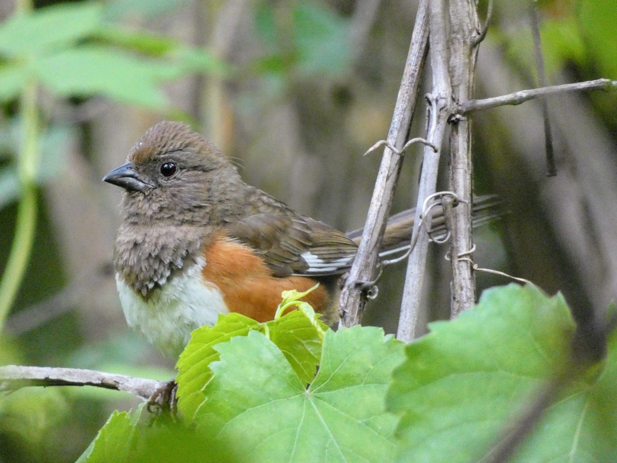 Eastern Towhee - ML636437998
