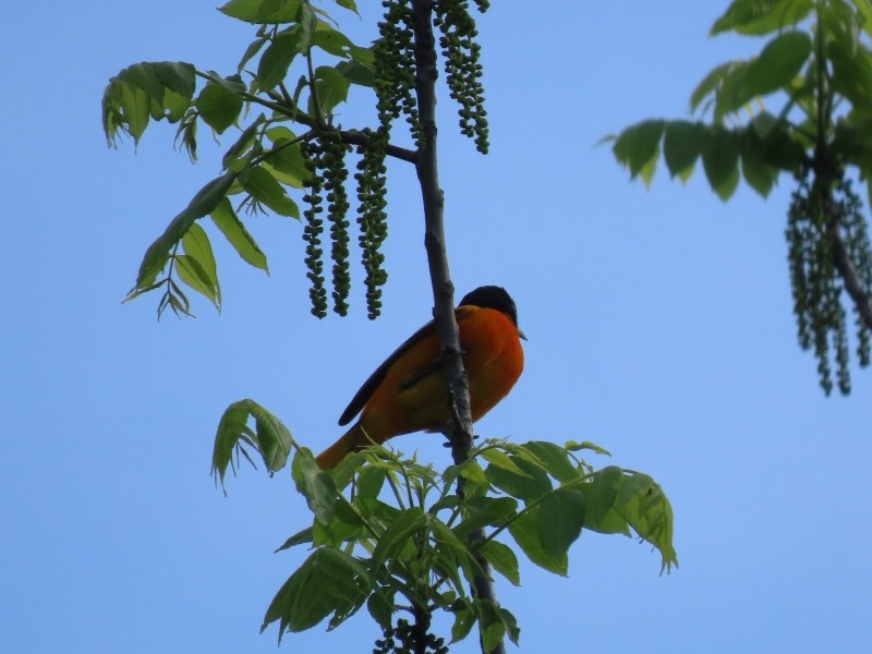 Baltimore Oriole - ML636438004