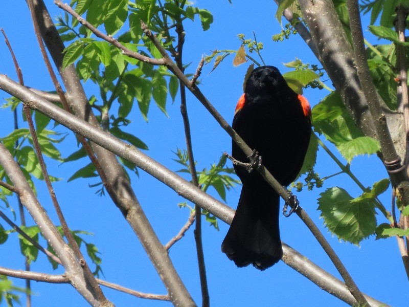 Red-winged Blackbird - ML636438046