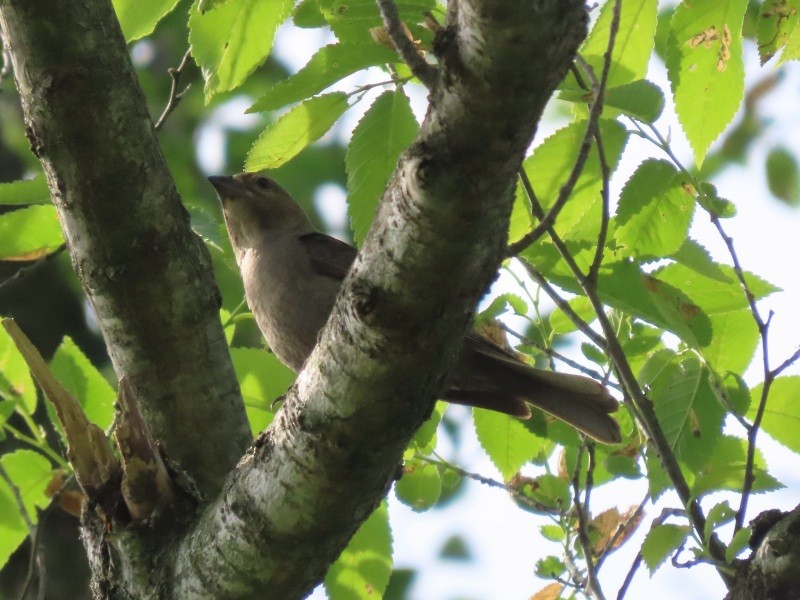 Brown-headed Cowbird - ML636438051