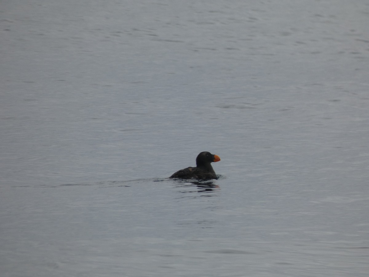 Tufted Puffin - ML636438052