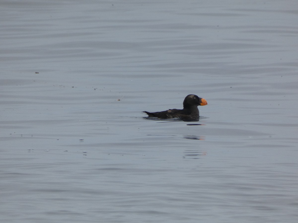 Tufted Puffin - ML636438054