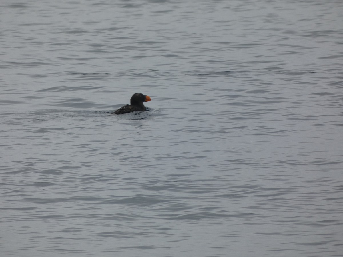 Tufted Puffin - ML636438055