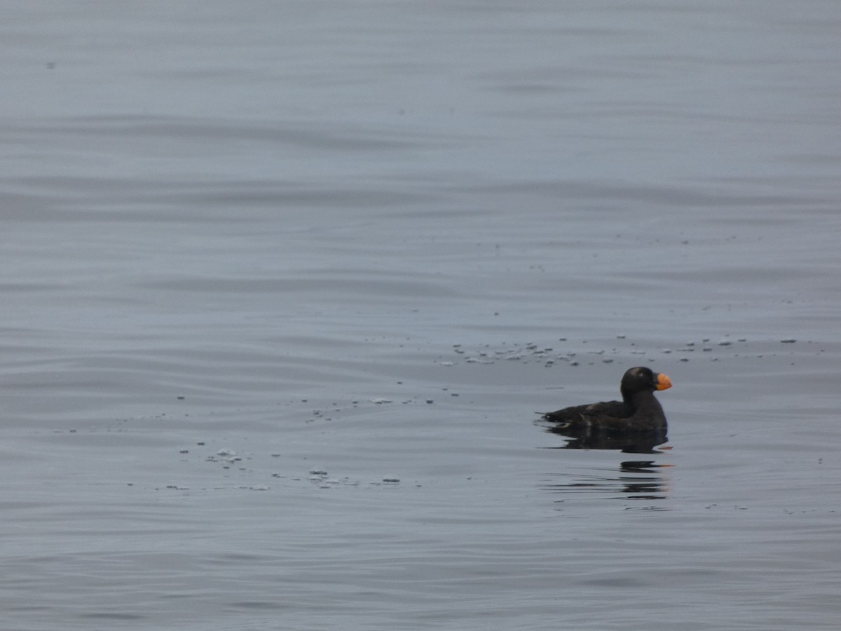 Tufted Puffin - ML636438057