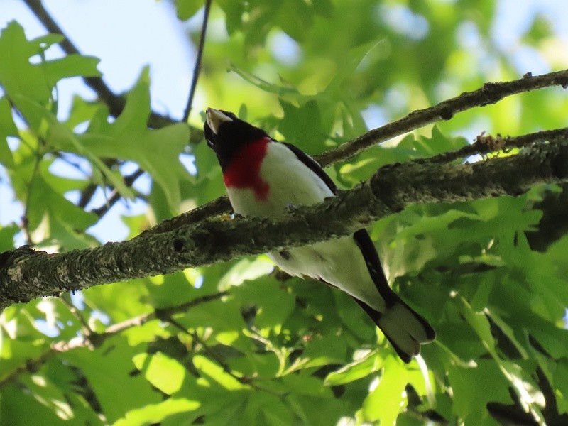 Rose-breasted Grosbeak - ML636438138